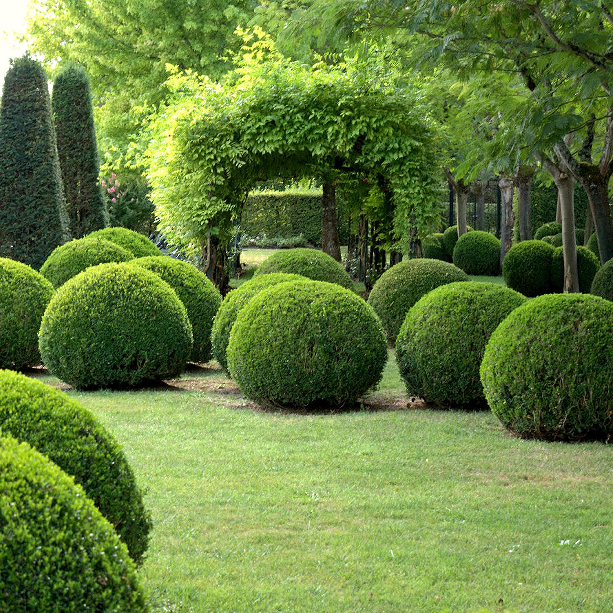 Хвойные насаждения. Самшит Buxus. Самшит вечнозелёный. Туя шаровидная и самшит. Самшит вечнозеленый шаровидный.