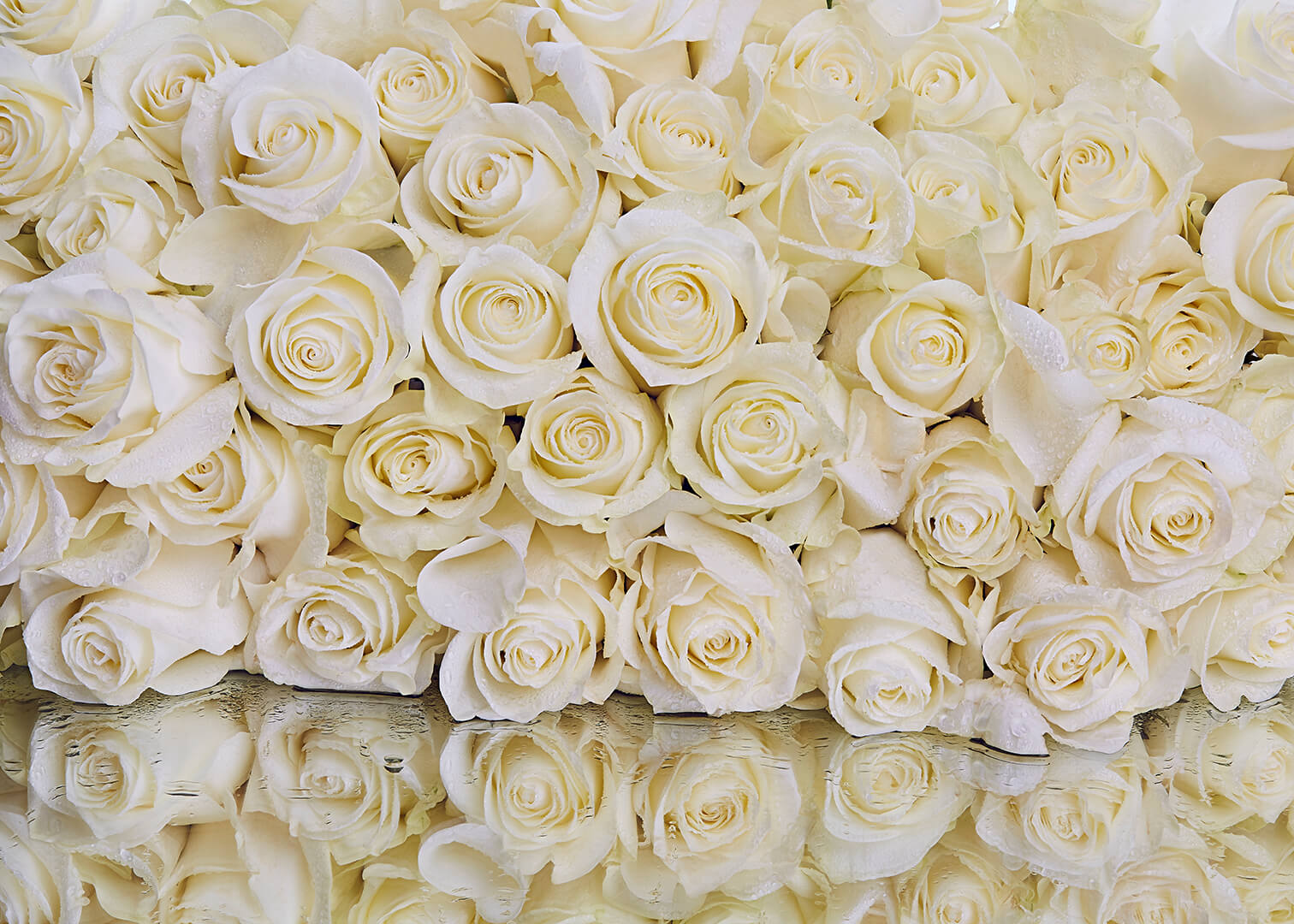 Белые розы оттенки. Фотообои розы. Бежевые розы. Цветы кремового цвета. Розы фон.