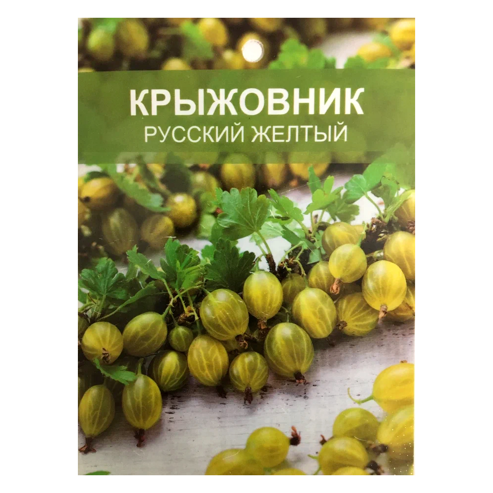 Сорта крыжовника русский желтый. Крыжовник русский желтый. Крыжовник русский желтый фото. Крыжовник русский желтый описание. Крыжовник русский желтый описание сорта.