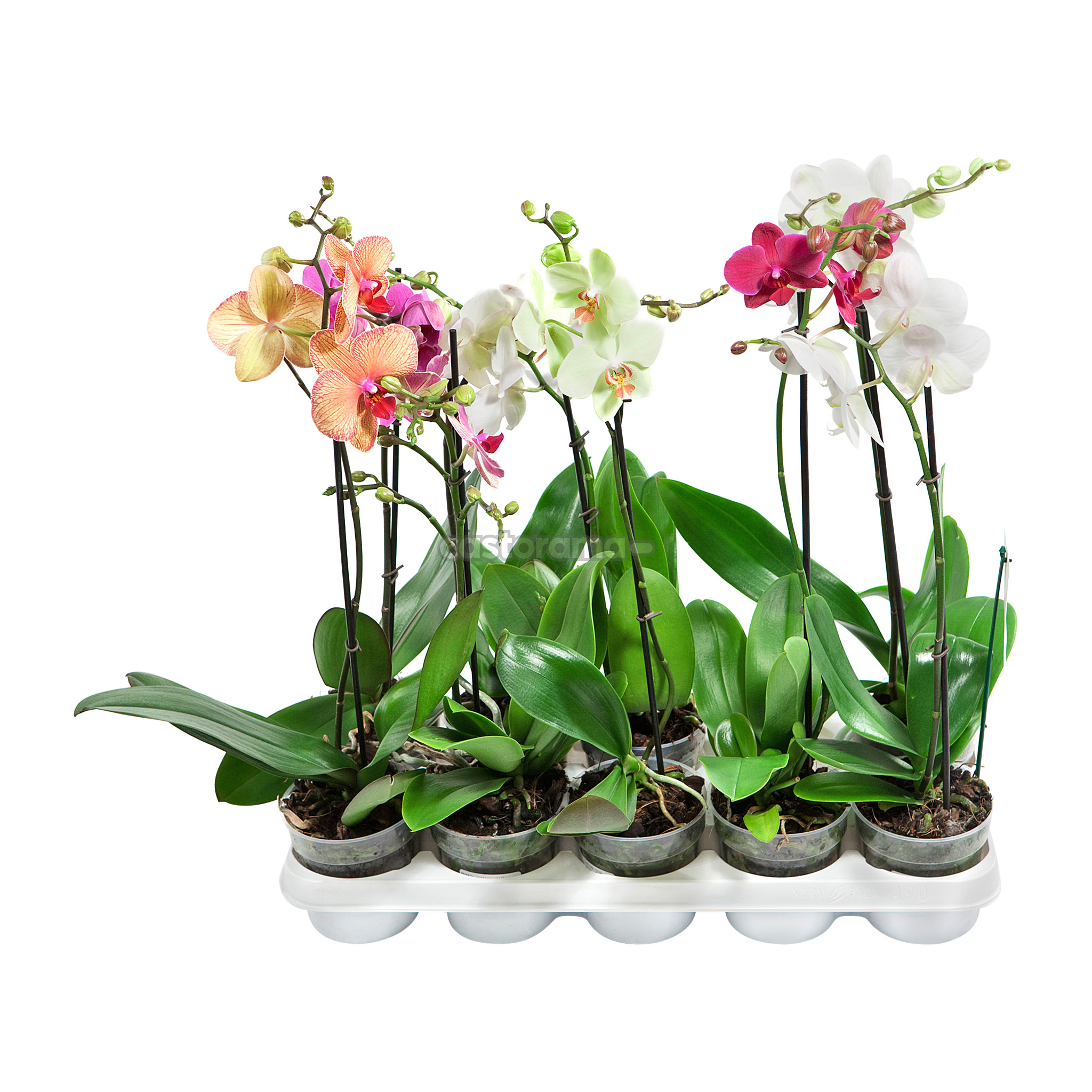Орхидеи в горшке интернет магазин. Орхидея фаленопсис d12 h50. Фаленопсис 1 ствол. Орхидея фаленопсис Оби. Орхидея микс d12.