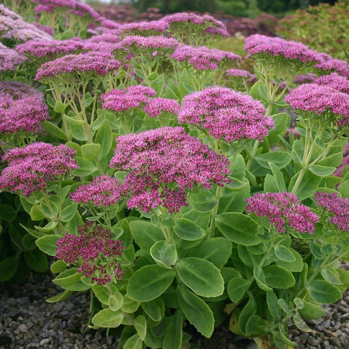 Седум цветок многолетний фото. Очиток Видный (Sedum spectabile `Brilliant`). Очиток Видный (Sedum spectabile).