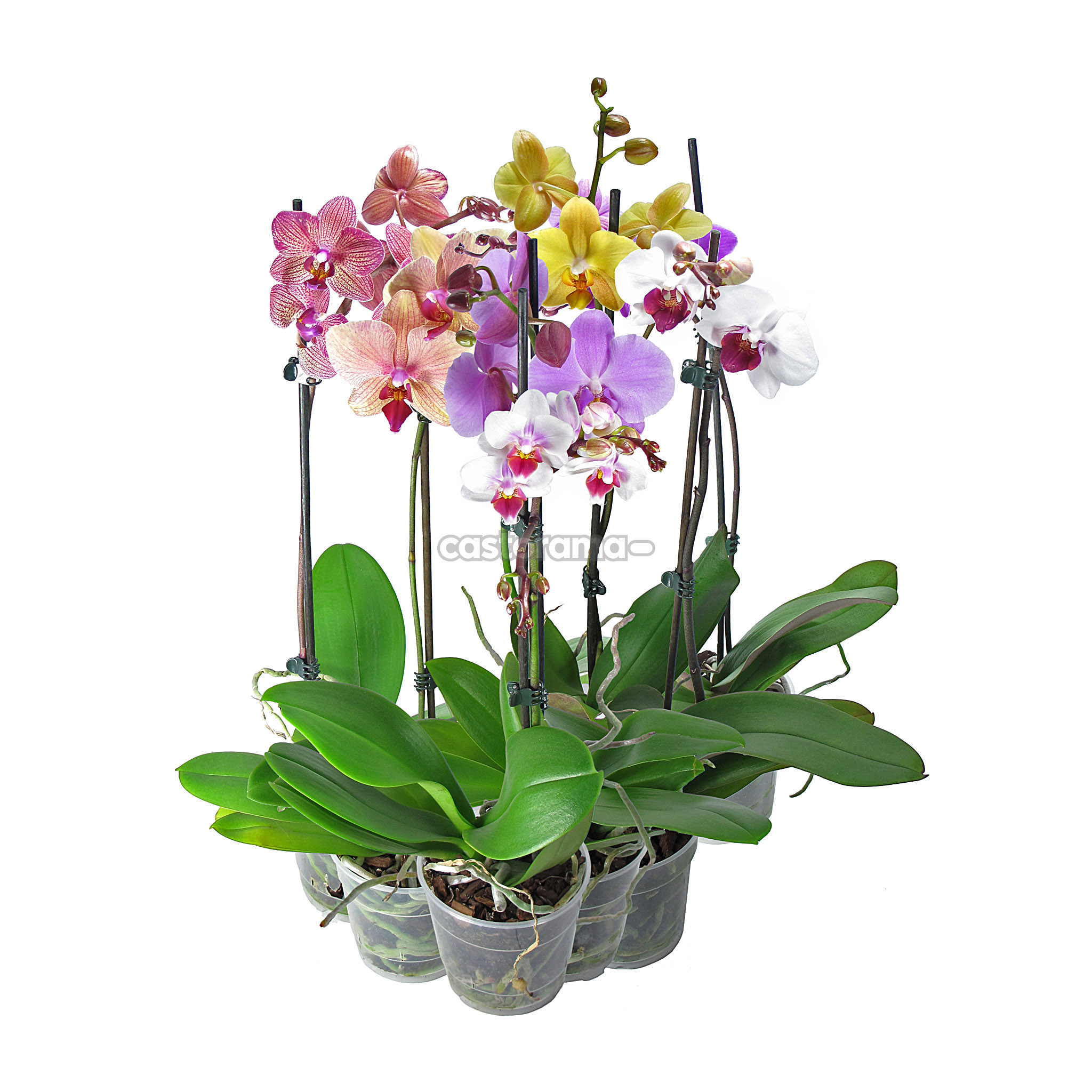 Купить орхидею в ставрополе. Орхидея микс d12 h40. Орхидея фаленопсис. Орхидея фаленопсис микс. Фаленопсис микс 1ст d12.