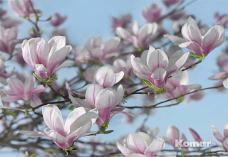 Фотообои Komar Цветы 8-738, 368 х 254 см
