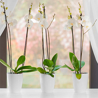 Кашпо пластиковое для орхидей, белое, диаметр 14 см